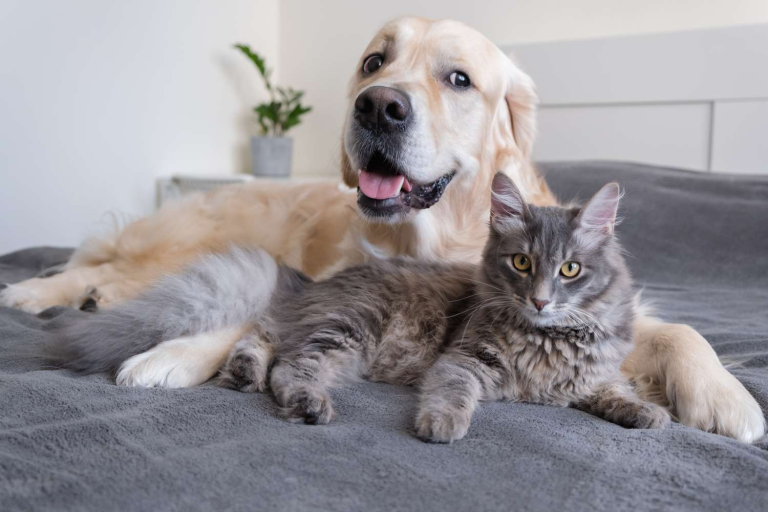 Pet Cleaning tips